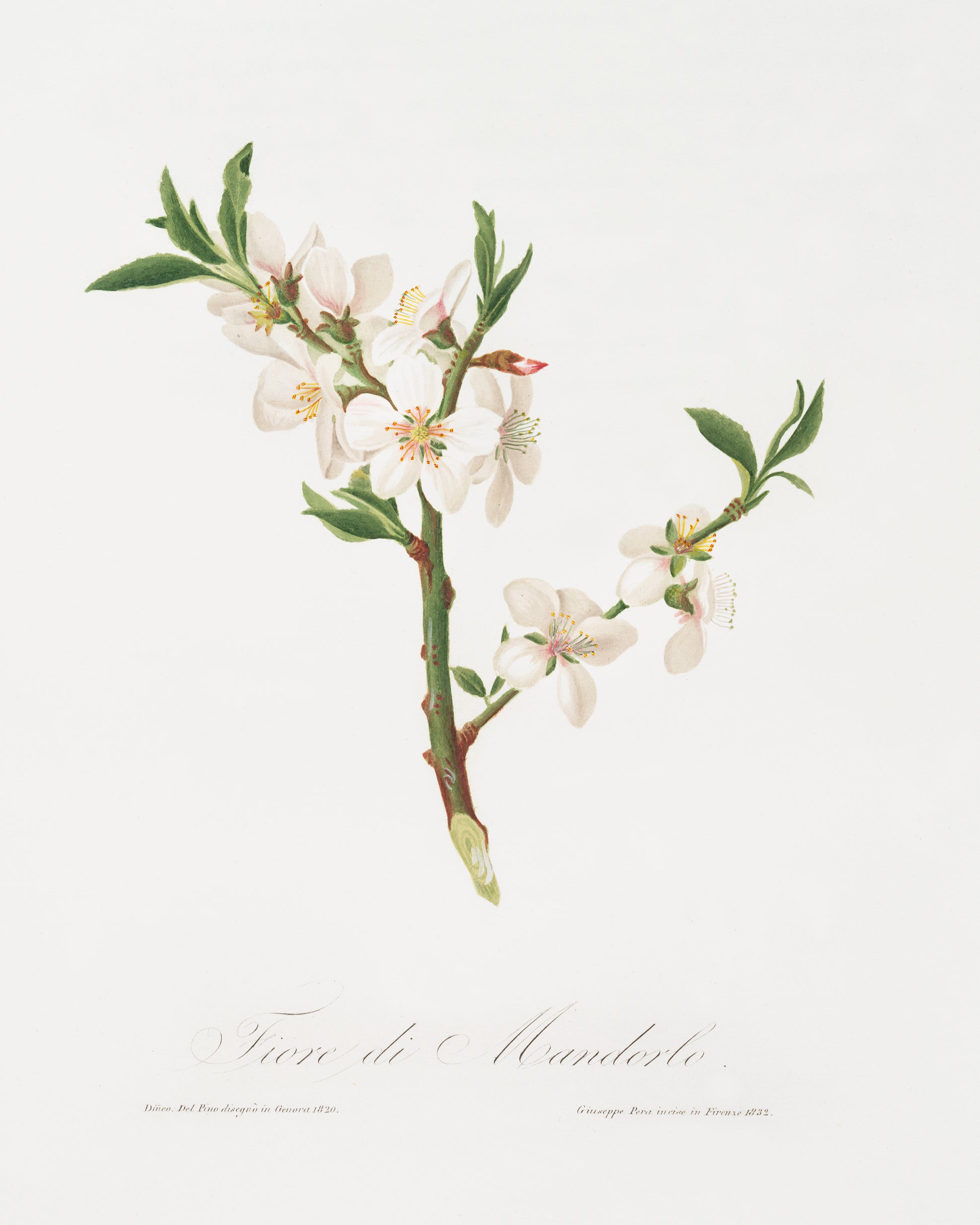 Almond flowers. Botanical Print.  Original by Giorgio Gallesio 1817-1839. Fine art prints by The Vintage Art Market.