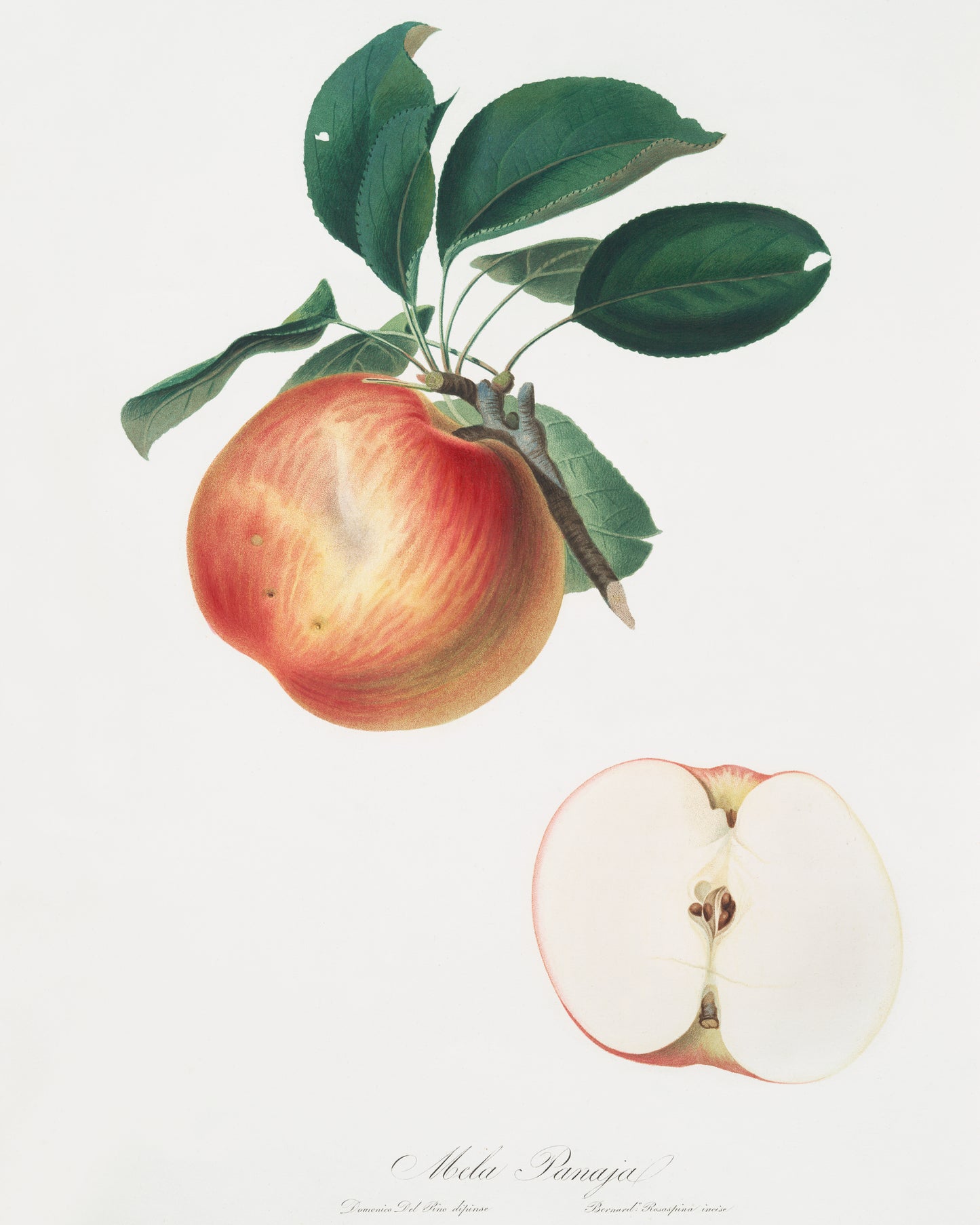 Botanical apple. Botanical Print.  Original by Giorgio Gallesio 1817-1839. Fine art prints by The Vintage Art Market.