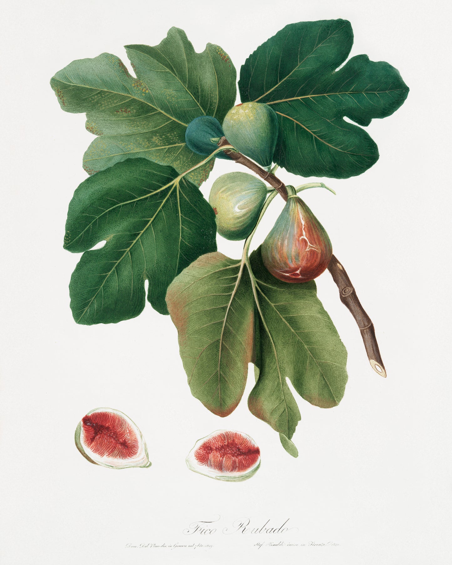 Botanical figs. Botanical Print.  Original by Giorgio Gallesio 1817-1839. Fine art prints by  The Vintage Art Market