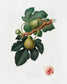 Botanical green figs. Botanical Print.  Original by Giorgio Gallesio 1817-1839. Fine art prints by The Vintage Art Market.