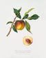 Botanical peach. Botanical Print.  Original by Giorgio Gallesio 1817-1839. Fine art prints by The Vintage Art Market.