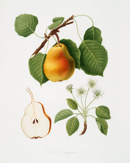 Botanical pear. Botanical Print.  Original by Giorgio Gallesio 1817-1839. Fine art prints by The Vintage Art Market.