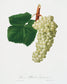 Botanical White Grapes. Botanical Print.  Original by Giorgio Gallesio 1817-1839. Fine art prints by The Vintage Art Market.