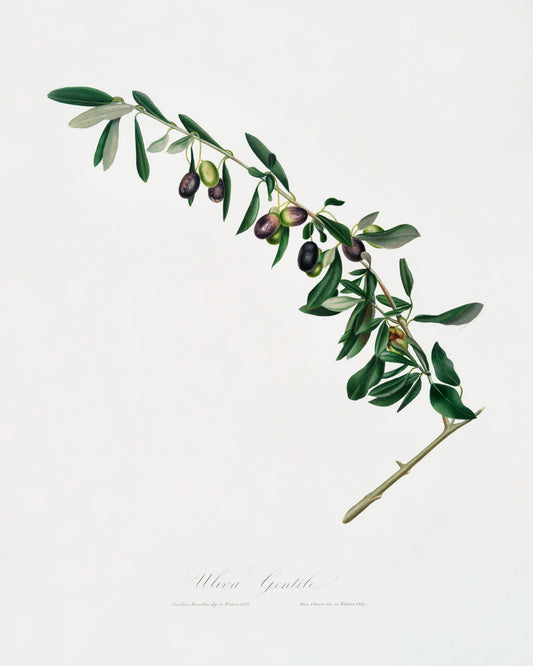 Botanical olive branch. Botanical Print.  Original by Giorgio Gallesio 1817-1839. Fine art prints by The Vintage Art Market.